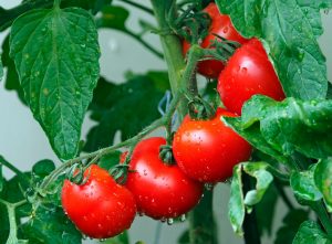 Trucos para preparar la mejor salsa de tomate